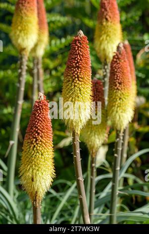 kniphofia caulescens bleu oxford, feuillage bleu gris, tiges de fleurs jaune et rouge saumon en été. Banque D'Images