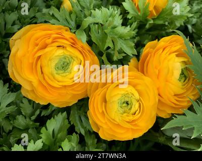 Une exposition florale vibrante de fleurs jaunes en beurre perse Banque D'Images