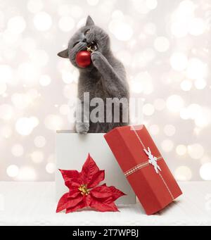 Chat britannique dans une boîte cadeau rouge joue avec la décoration de Noël. Mignon chat mord une boule de Noël rouge sur un fond blanc avec des lumières de bokeh. Nouvel an Banque D'Images