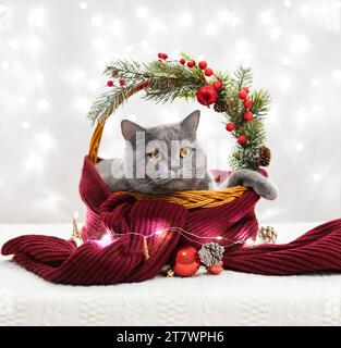 Chat britannique dans un panier avec des décorations de Noël sur un fond de lumières bokeh. Nouvel an. Vacances d'hiver. Banque D'Images