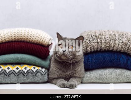 Beau chat gris se trouve dans une pile de pulls en laine tricotés sur un fond gris. Chat britannique reposant dans des vêtements chauds. Banque D'Images