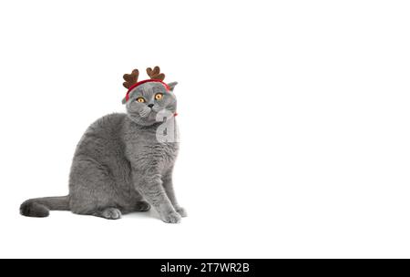 Chat britannique en cornes de renne isolé sur un fond blanc avec espace copie. Drôle de chat gris dans un costume de Noël. Carte de vœux pour le nouvel an. Banque D'Images