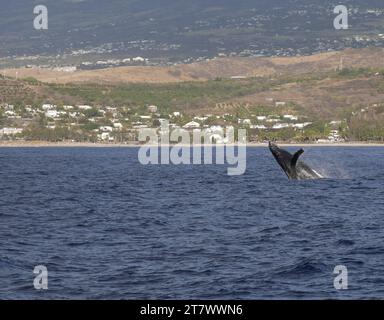 Comportement de brèche de baleine à bosse dans l'océan indien près de la plage, Ile de la Réunion, France outre-mer en septembre. Baleines à Mascarenes Banque D'Images