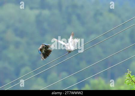 Eurasian Colared colombe et eurasian jay haut sur la ligne électrique s'attaquant l'un l'autre Banque D'Images