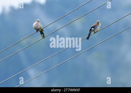 Eurasian Colared colombe et eurasian jay haut sur les fils de la tension électrique assis côte à côte Banque D'Images