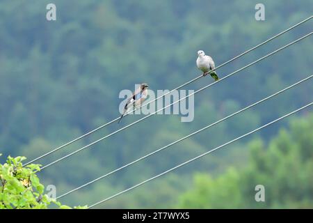 Eurasian Colared colombe et eurasian jay haut sur les fils de la tension électrique assis côte à côte Banque D'Images