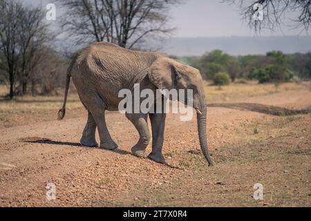 L'éléphant d'Afrique marche à travers la piste au soleil Banque D'Images