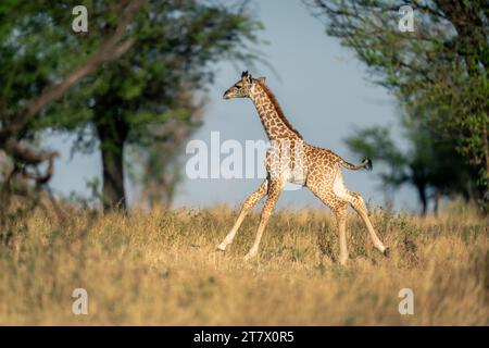 Bébé Masai girafe courses à travers le dégagement herbeux Banque D'Images