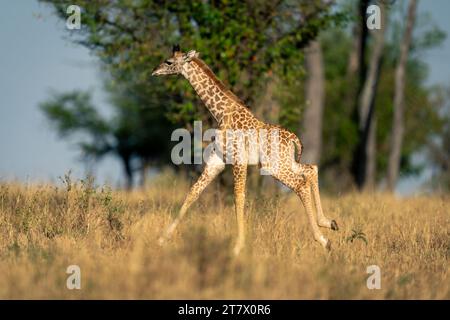 Girafe bébé Masai courant à travers la clairière herbeuse Banque D'Images