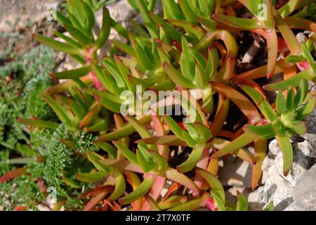 Habitat du sol vert, plantes Portugal Banque D'Images