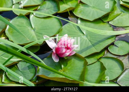 Fleur de lilly d'eau vibrante rose. Lotus avec des feuilles vertes sur l'étang gros plan Banque D'Images