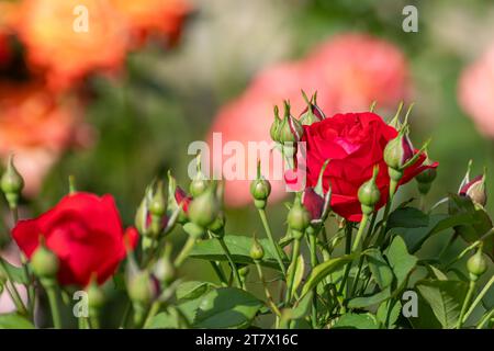 Rose magnifique rouge avec bouquet de bourgeons dans la verdure ensoleillée, gros plan avec fond vert flou Banque D'Images