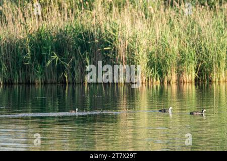 Eurasian Coot, oiseau de coot commun noir nageant sur l'eau verte du lac dans l'herbe de roseaux ensoleillés. Observation des oiseaux sauvages Banque D'Images