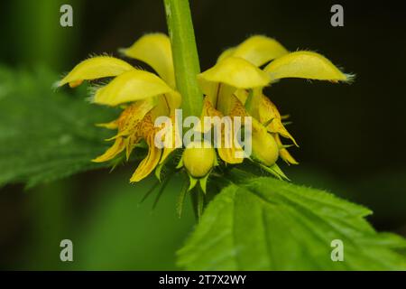 Archange jaune (Lamium galeobdolon), ortie dorée morte, fleur sauvage printanière Banque D'Images