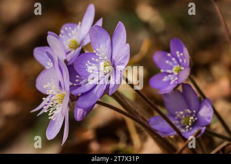 Hépatica commune, feuilles de lièvre, iverwort (Hepatica nobilis), wort de kidneywort, pennywort Banque D'Images