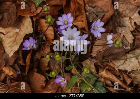 Hépatica commune, feuilles de lièvre, iverwort (Hepatica nobilis), wort de kidneywort, pennywort Banque D'Images