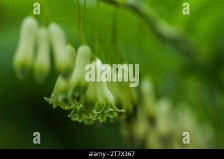 Phoque de Salomon tordu (Polygonatum verticillatum) Banque D'Images