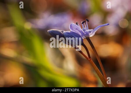 Squill alpin (Scilla bifolia), squill à deux feuilles Banque D'Images