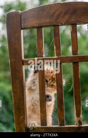 Chaton adorable Baby Exotic Orange Cat Curious Climbing chair Rustic Portrait extérieur mignon stylisé Banque D'Images