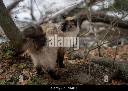 Siamese Ragdoll Cat dans l'arbre Banque D'Images