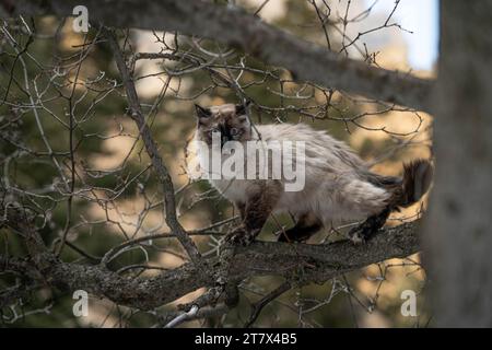 Siamese Ragdoll Cat dans l'arbre Banque D'Images