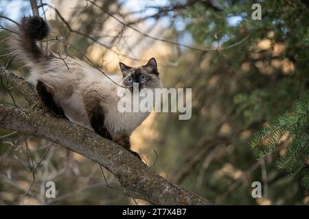 Siamese Ragdoll Cat dans l'arbre Banque D'Images