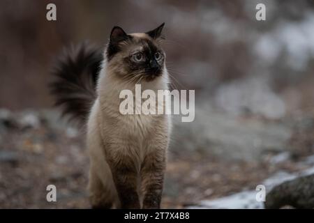 Siamese Ragdoll Cat dans l'arbre Banque D'Images