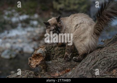 Siamese Ragdoll Cat dans l'arbre Banque D'Images