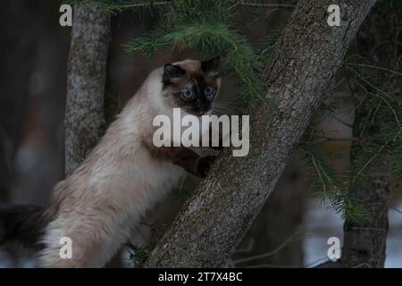 Siamese Ragdoll Cat dans l'arbre Banque D'Images