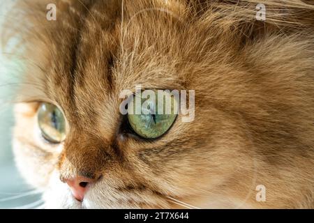 Alerte macro pour les yeux de chat animaux vert vif Banque D'Images