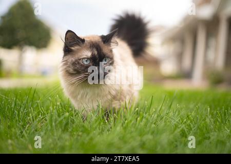 Big Ice Blue Eyed Siamese Ragdoll Cat dehors dans le front Yard à l'extérieur du complexe d'appartements Banque D'Images