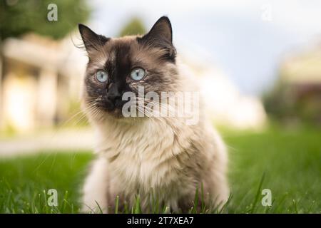 Big Ice Blue Eyed Siamese Ragdoll Cat dehors dans le front Yard à l'extérieur du complexe d'appartements Banque D'Images