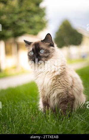 Big Ice Blue Eyed Siamese Ragdoll Cat dehors dans le front Yard à l'extérieur du complexe d'appartements Banque D'Images