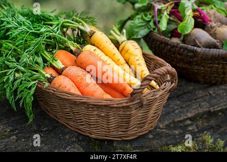 Bouquet de betteraves et de carottes biologiques, fraîchement récoltées dans le jardin en gros plan. Récolte d'automne de légumes, agriculture Banque D'Images