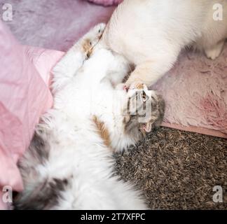 Scottish Fold Calico Cat Close Up jouer à la bouche de combat Ouvrir mordre Banque D'Images