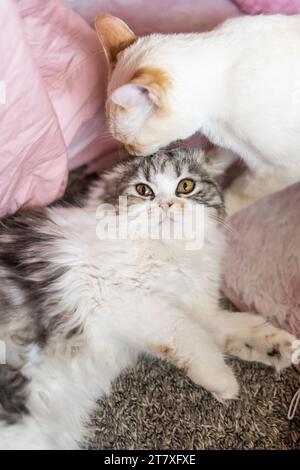 Scottish Fold Calico Cat étant toiletté chat chaton Banque D'Images