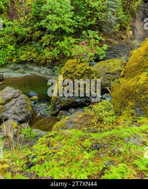 Cascades sur Tanner Creek le long du sentier Wahclella Falls, Columbia River gorge, Oregon, États-Unis Banque D'Images