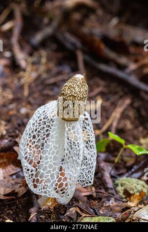 Jonc de voile de mariée (Phallus indusiatus), poussant sur l'île de Waigeo, Raja Ampat, Indonésie, Asie du Sud-est, Asie Banque D'Images