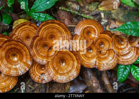 Micropore à tige jaune (Microporus xanthopus), poussant sur l'île Waigeo, Raja Ampat, Indonésie, Asie du Sud-est, Asie Banque D'Images