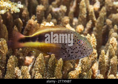 Un aubier à taches de rousseur adulte (Paracirrhites forsteri), au large de l'île Bangka, près de Manado, Sulawesi, Indonésie, Asie du Sud-est, Asie Banque D'Images