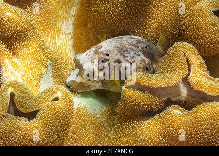 Un maculeux adulte (Arothron nigropunctatus), au large de l’île Bangka, près de Manado, Sulawesi, Indonésie, Asie du Sud-est, Asie Banque D'Images