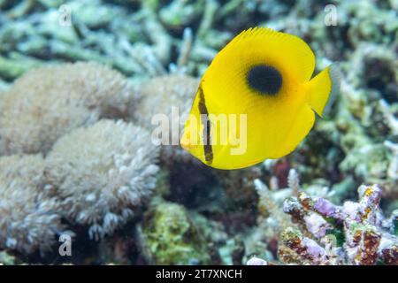 Un poisson-butterfly miroir adulte (Chaetodon speculum), au large de l'île de Kri, Raja Ampat, Indonésie, Asie du Sud-est, Asie Banque D'Images