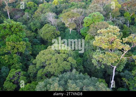 Vue sur la canopée de la réserve forestière Adolpho Ducke, Manaus, État d'Amazonie, Brésil, Amérique du Sud Banque D'Images