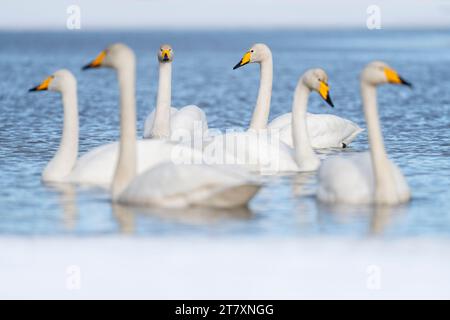 Groupe de cygnes de Whooper (Cygnus cygnus) dans un lac partiellement gelé, Finlande, Europe Banque D'Images