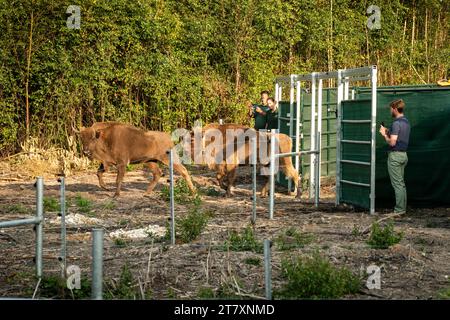 Bison européen (Bison bonasus), femelle (vache), en cours de libération dans les bois dans le cadre du projet Wilder Blean, Kent, Angleterre, Royaume-Uni, Europe Banque D'Images