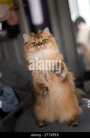 Debout adorable Orange Ginger Striped Flat face Scottish Straight Cat Short legs Portrait Banque D'Images