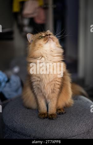 Orange gingembre rayé Flat face Scottish Straight Cat Short legs Portrait Banque D'Images