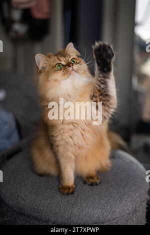 Paw Up Orange gingembre rayé plat Scottish Straight Cat jambes courtes Portrait Banque D'Images
