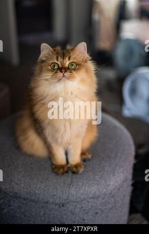 Orange gingembre rayé Flat face Scottish Straight Cat Short legs Portrait Banque D'Images