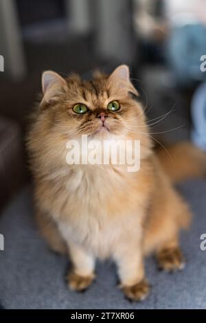 Orange gingembre rayé Flat face Scottish Straight Cat Short legs Portrait Banque D'Images